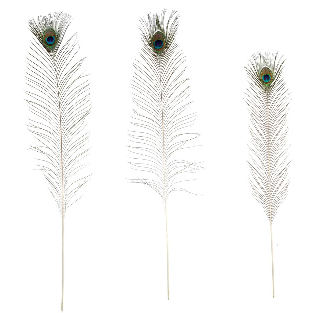 Peacock Feathers By Ashland Michaels Peacock Feathers By Ashland Michaels